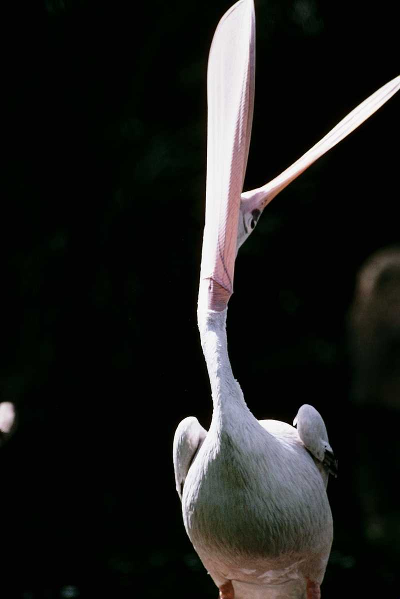 White Pelican - aay50095.jpg (1/1); DISPLAY FULL IMAGE.