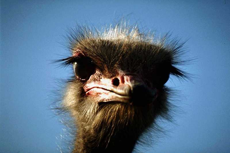 [PIC] Ostrich (1); DISPLAY FULL IMAGE.