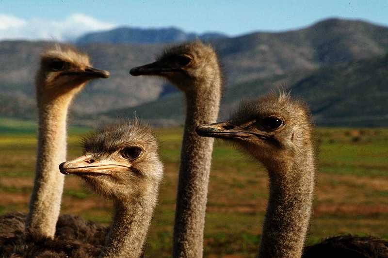 [PIC] Ostrich (2); DISPLAY FULL IMAGE.
