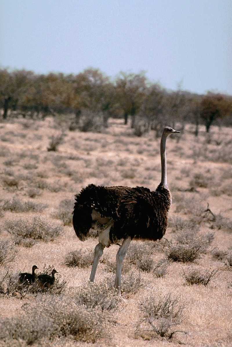 [PIC] Ostrich (3); DISPLAY FULL IMAGE.