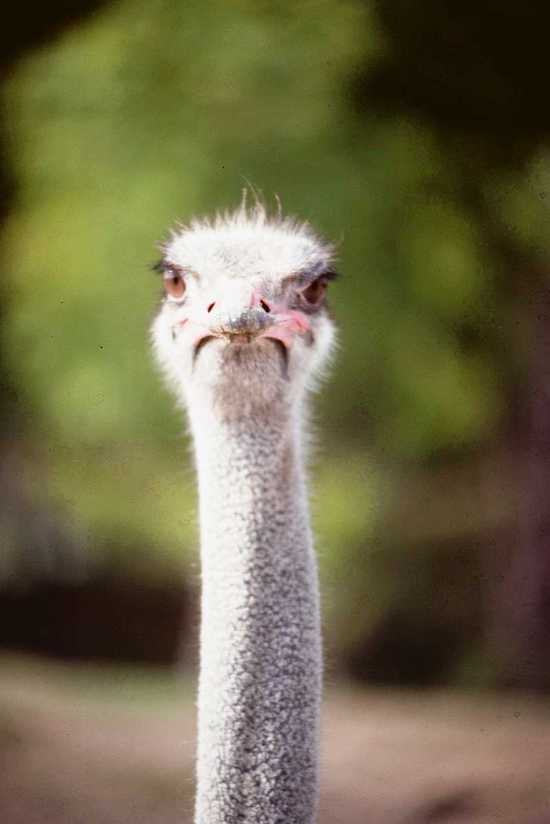 [PIC] Ostrich (4); DISPLAY FULL IMAGE.