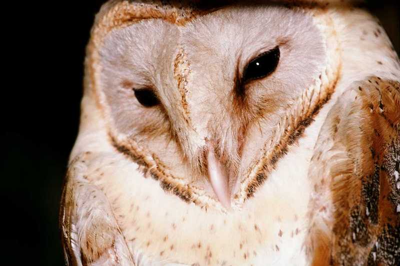 Barn Owl - abb50130.jpg; DISPLAY FULL IMAGE.