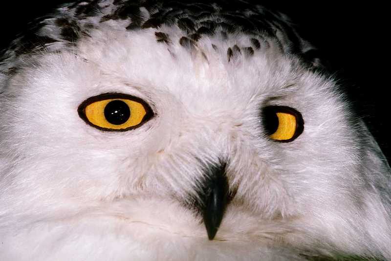 Snowy Owl Face Closeup; DISPLAY FULL IMAGE.