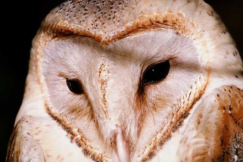 Barn Owl - abb50133.jpg; DISPLAY FULL IMAGE.