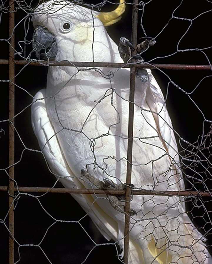 sulfur crested cockatoo plays peekaboo