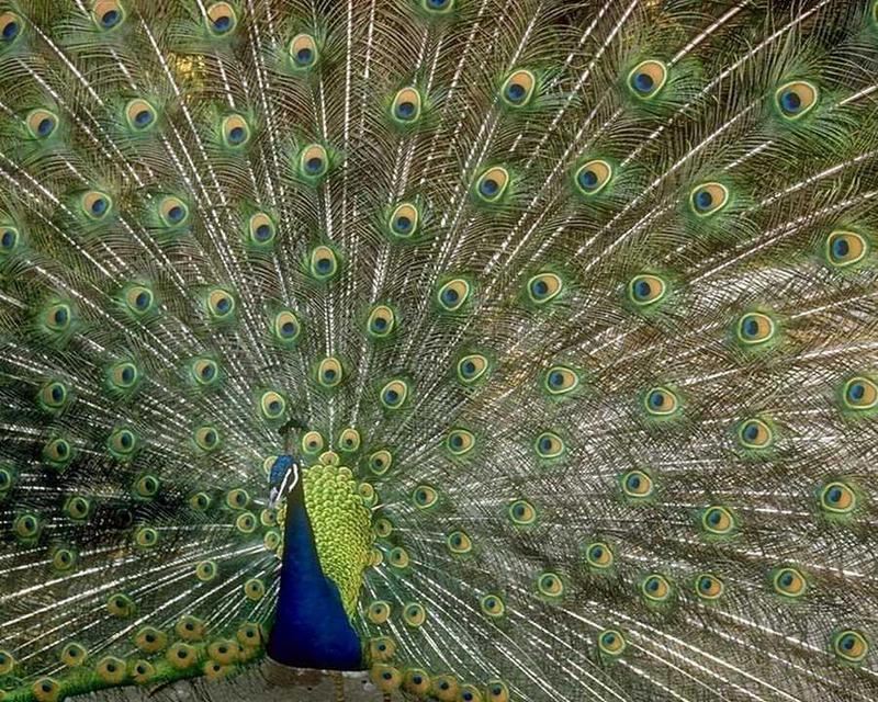 Blue Peacock - abd50029.jpg - Indian peafowl (Pavo cristatus); DISPLAY FULL IMAGE.