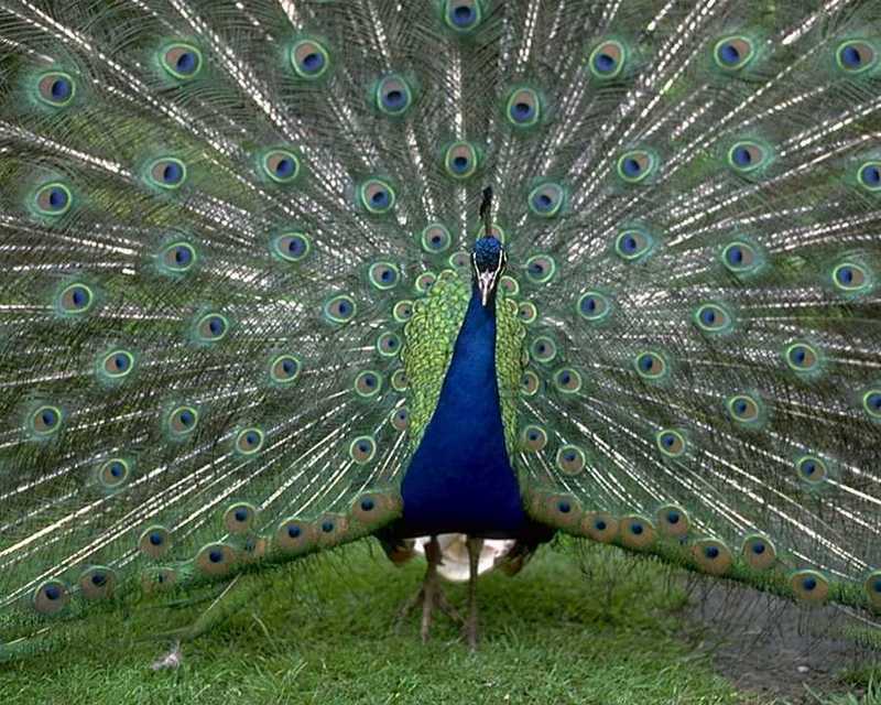 Blue Peacock - abd50030.jpg - Indian peafowl (Pavo cristatus); DISPLAY FULL IMAGE.