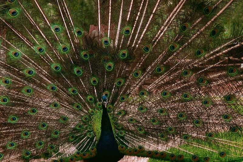 Blue Peacock - abd50036.jpg - Indian peafowl (Pavo cristatus); DISPLAY FULL IMAGE.