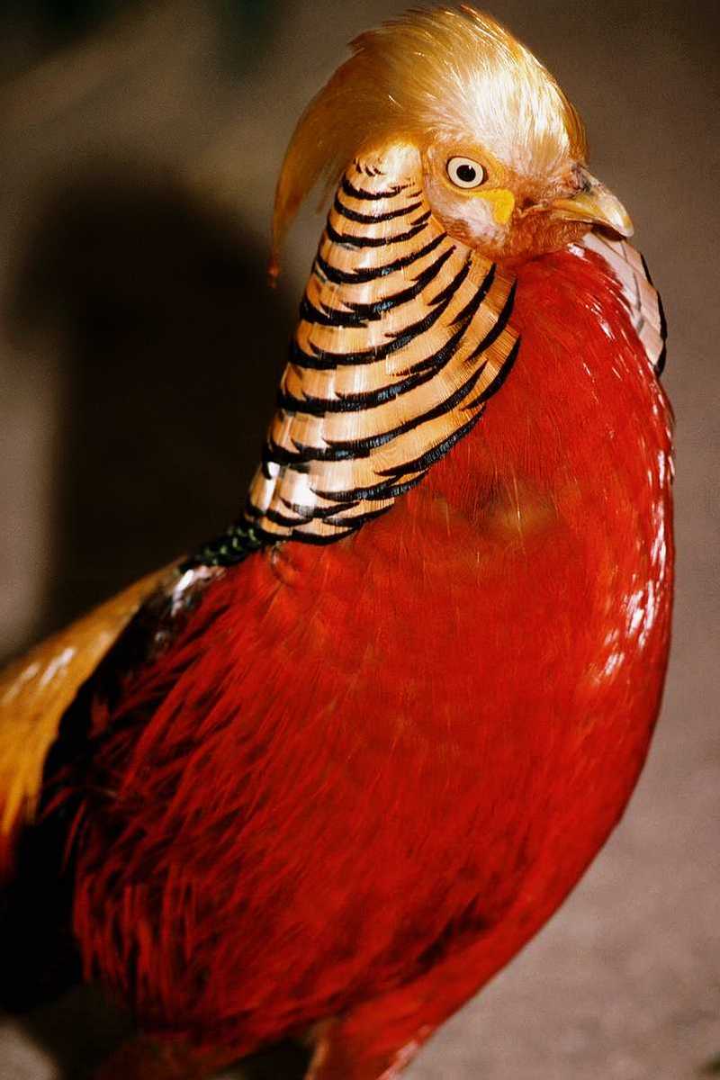 Golden Pheasant - abh50082.jpg [1/1]; DISPLAY FULL IMAGE.