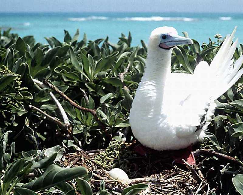 Red-footed Booby - abj50118.jpg; DISPLAY FULL IMAGE.
