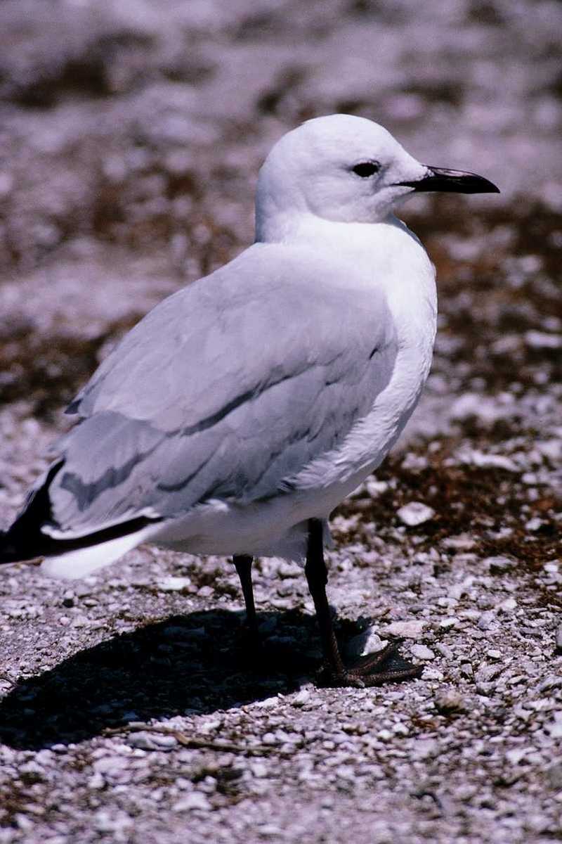 abj50135.jpg -- Hartlaub's Gull or King Gull, (Larus hartlaubii); DISPLAY FULL IMAGE.