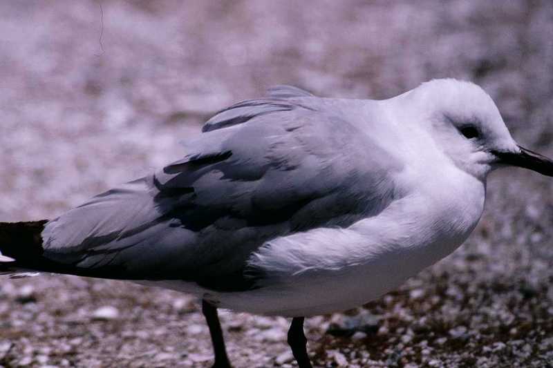 abj50137.jpg -- Hartlaub's Gull or King Gull, (Larus hartlaubii); DISPLAY FULL IMAGE.