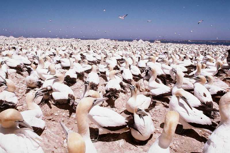 Cape Gannets - Breeding Colony; DISPLAY FULL IMAGE.