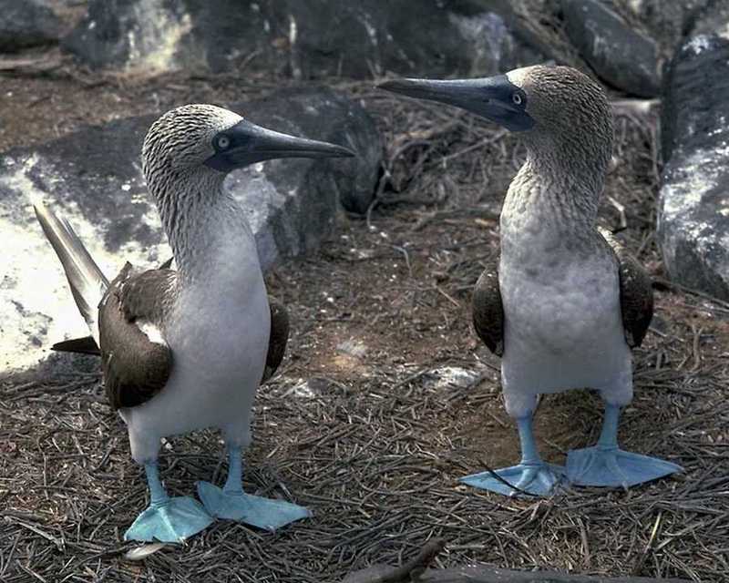 Blue Footed Boobies; DISPLAY FULL IMAGE.