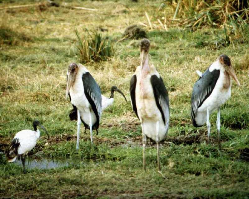 Marabou Storks and Sacred Ibises; DISPLAY FULL IMAGE.