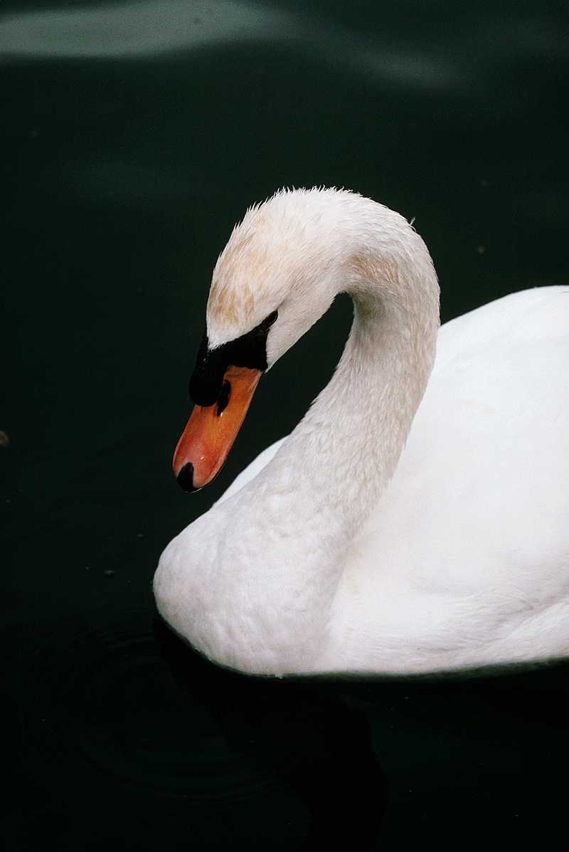 Mute Swan (2); DISPLAY FULL IMAGE.