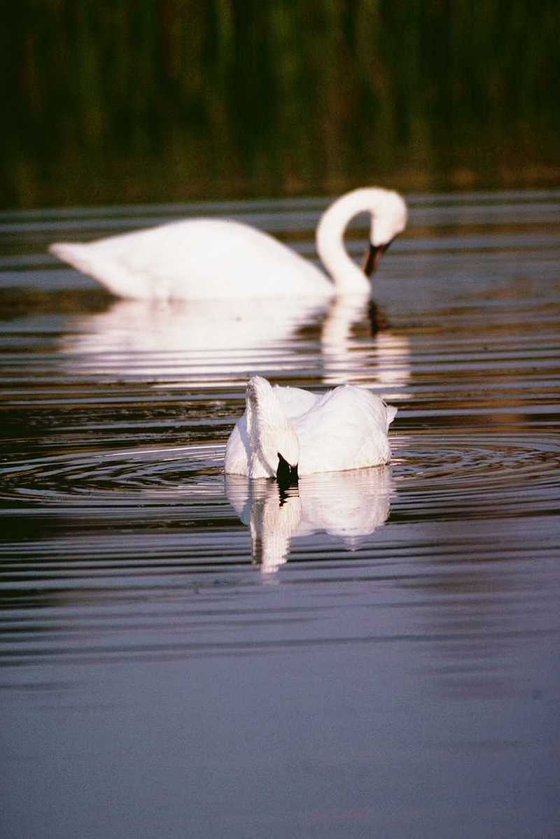 Whistling Swans; DISPLAY FULL IMAGE.