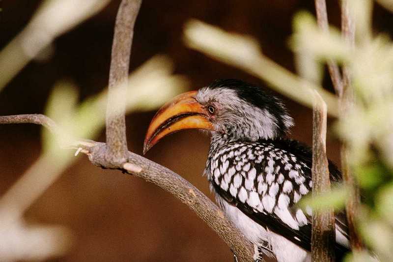 African Hornbill (1) --> Southern Yellow-billed Hornbill; DISPLAY FULL IMAGE.