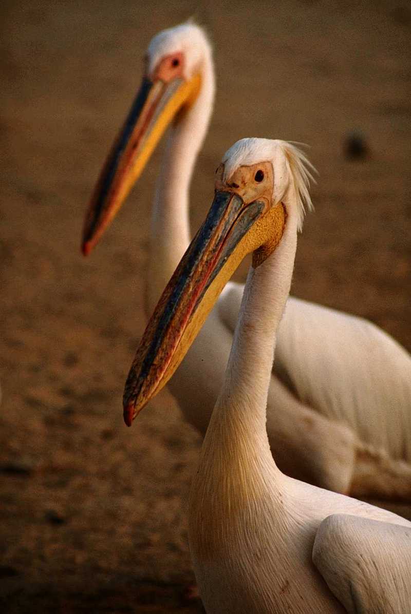 White Pelicans (2 images); DISPLAY FULL IMAGE.