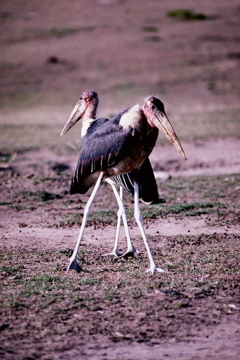 Marabou Storks Pair; DISPLAY FULL IMAGE.