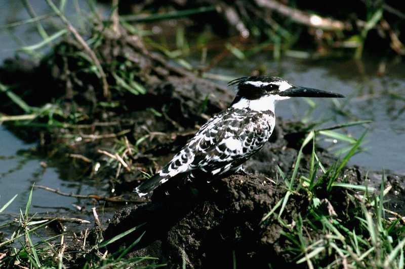 [IMG] African Pied Kingfisher 2; DISPLAY FULL IMAGE.