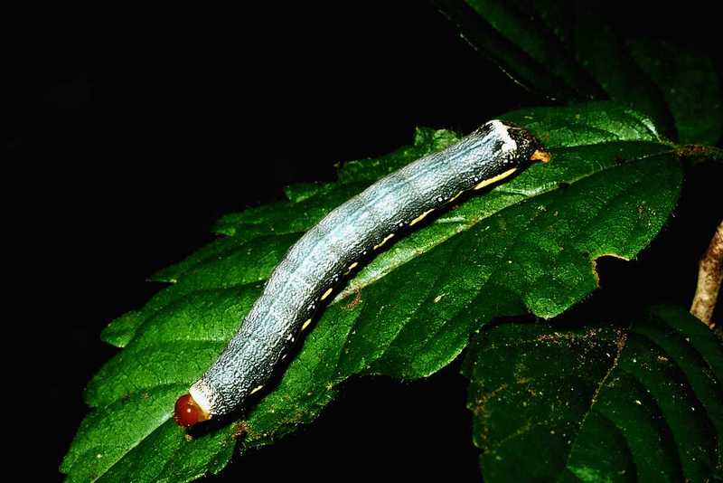 [PIC] Insect Caterpillar (1); DISPLAY FULL IMAGE.