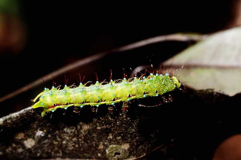 [PIC] Insect Caterpillar (2); DISPLAY FULL IMAGE.