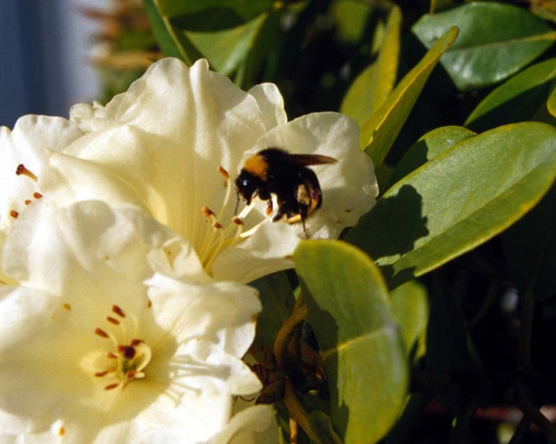 Bumblebee on flower; DISPLAY FULL IMAGE.