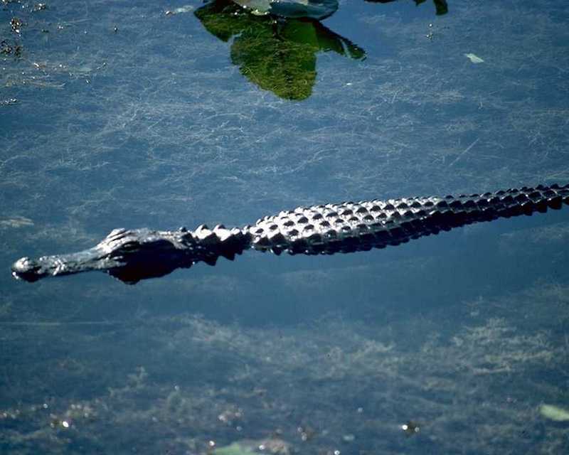 Alligator; DISPLAY FULL IMAGE.