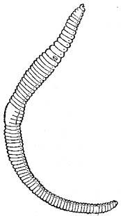 Earthworm - Diagram