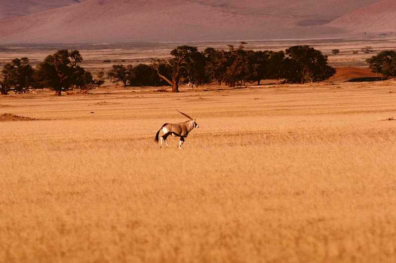 Oryx Antelope - Runs on the plain; DISPLAY FULL IMAGE.
