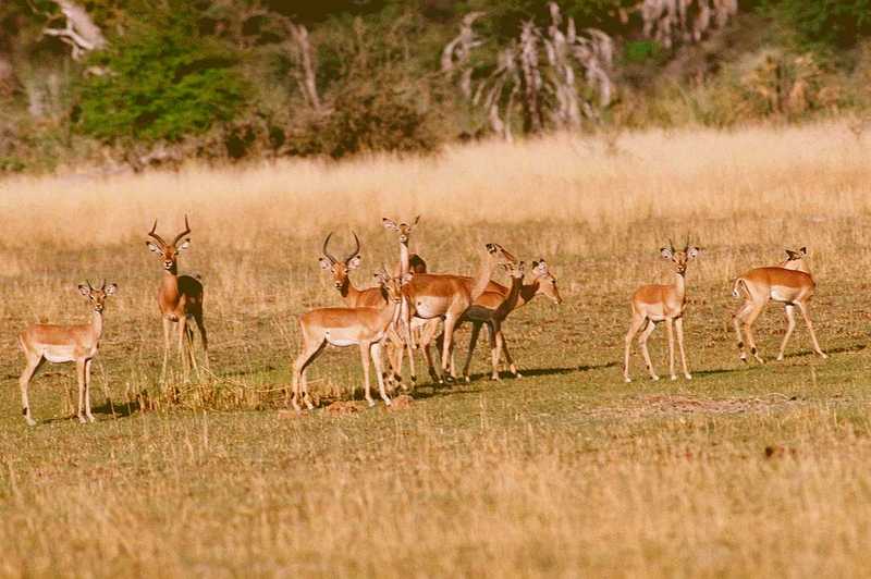 (Pls identify these) Antelopes 5; DISPLAY FULL IMAGE.