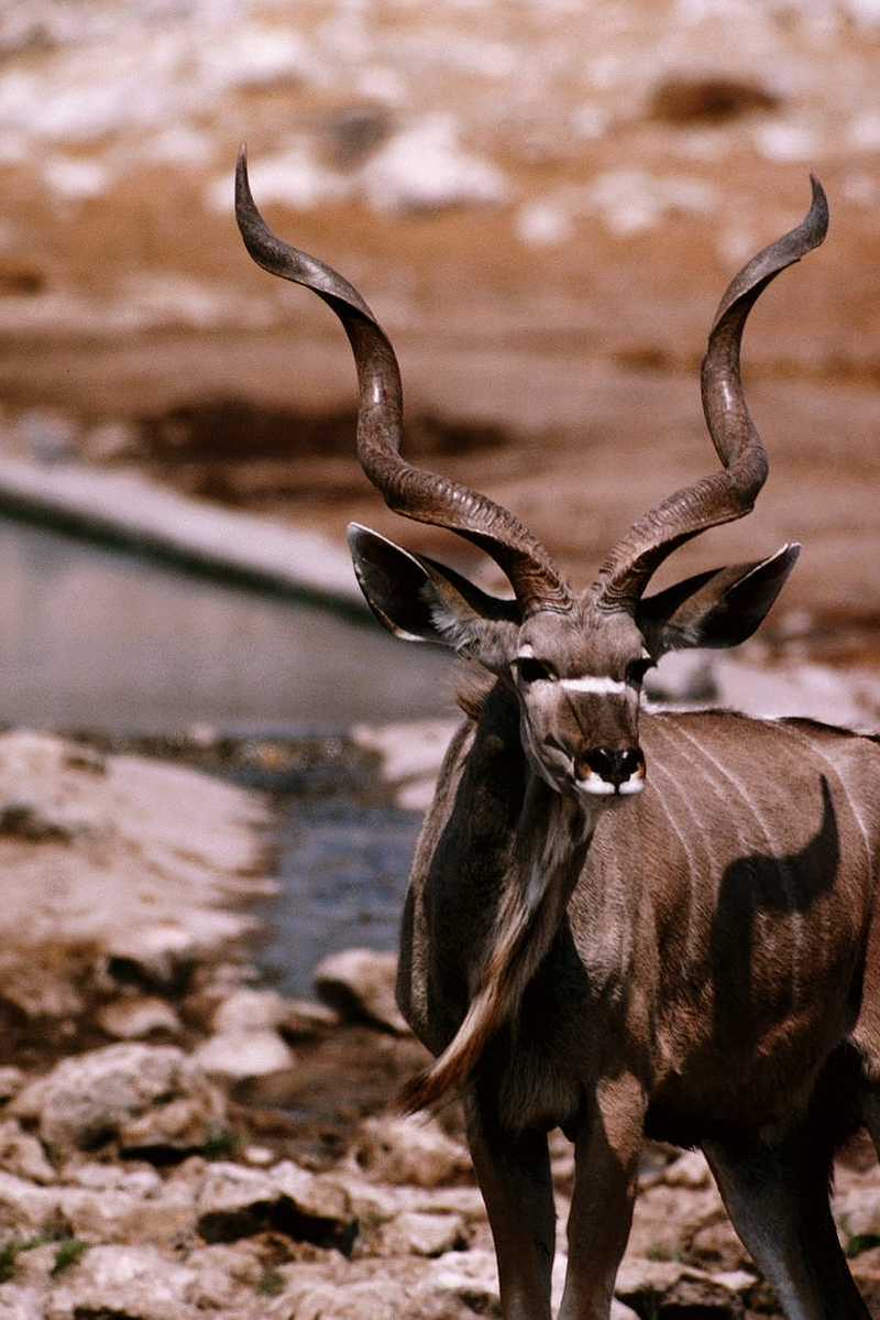 Greater Kudu Antelope; DISPLAY FULL IMAGE.
