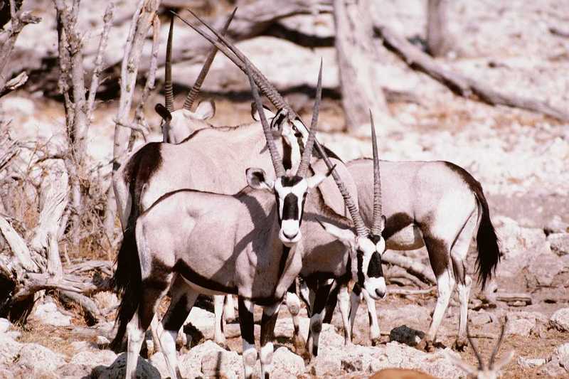 (Pls identify these) Antelopes 7; DISPLAY FULL IMAGE.