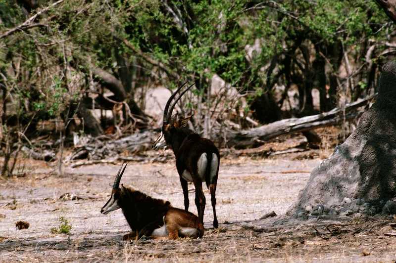 Sable Antelopes; DISPLAY FULL IMAGE.