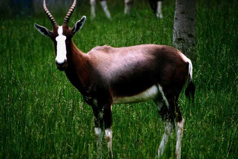 (Pls identify this) Antelope 9; DISPLAY FULL IMAGE.