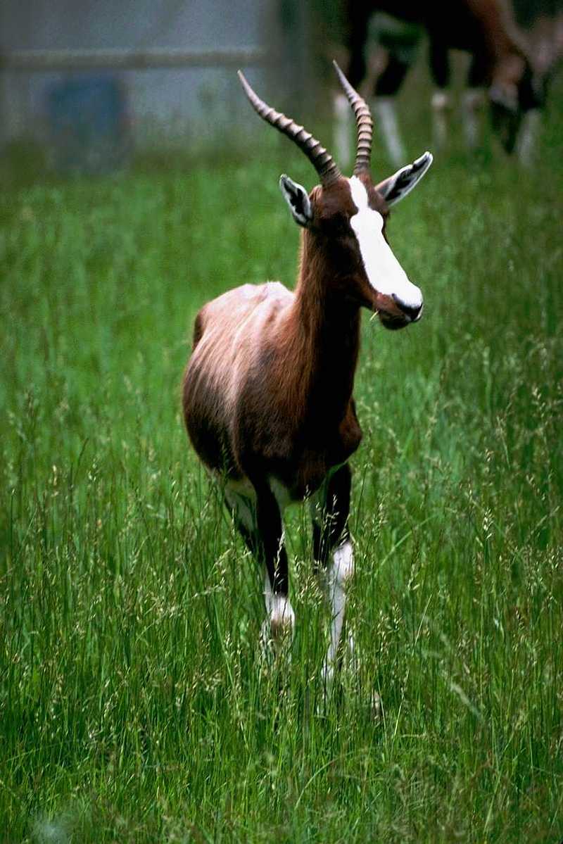 (Pls identify this) Antelope 10 (Final antelope posting); DISPLAY FULL IMAGE.