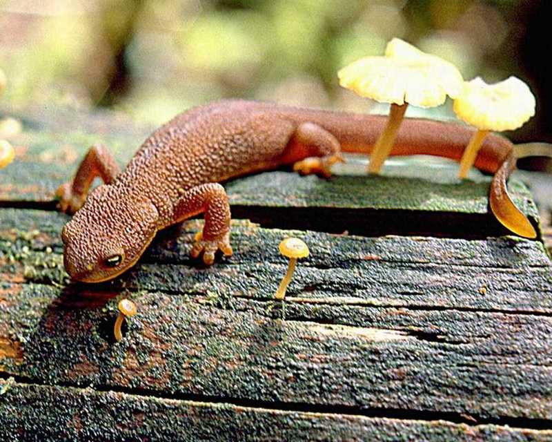(Pls identify this) lizard 1 - adw50202.jpg - What is this newt?; DISPLAY FULL IMAGE.