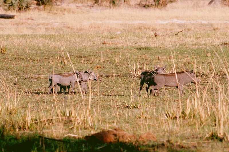 Warthogs Family On Plain; DISPLAY FULL IMAGE.
