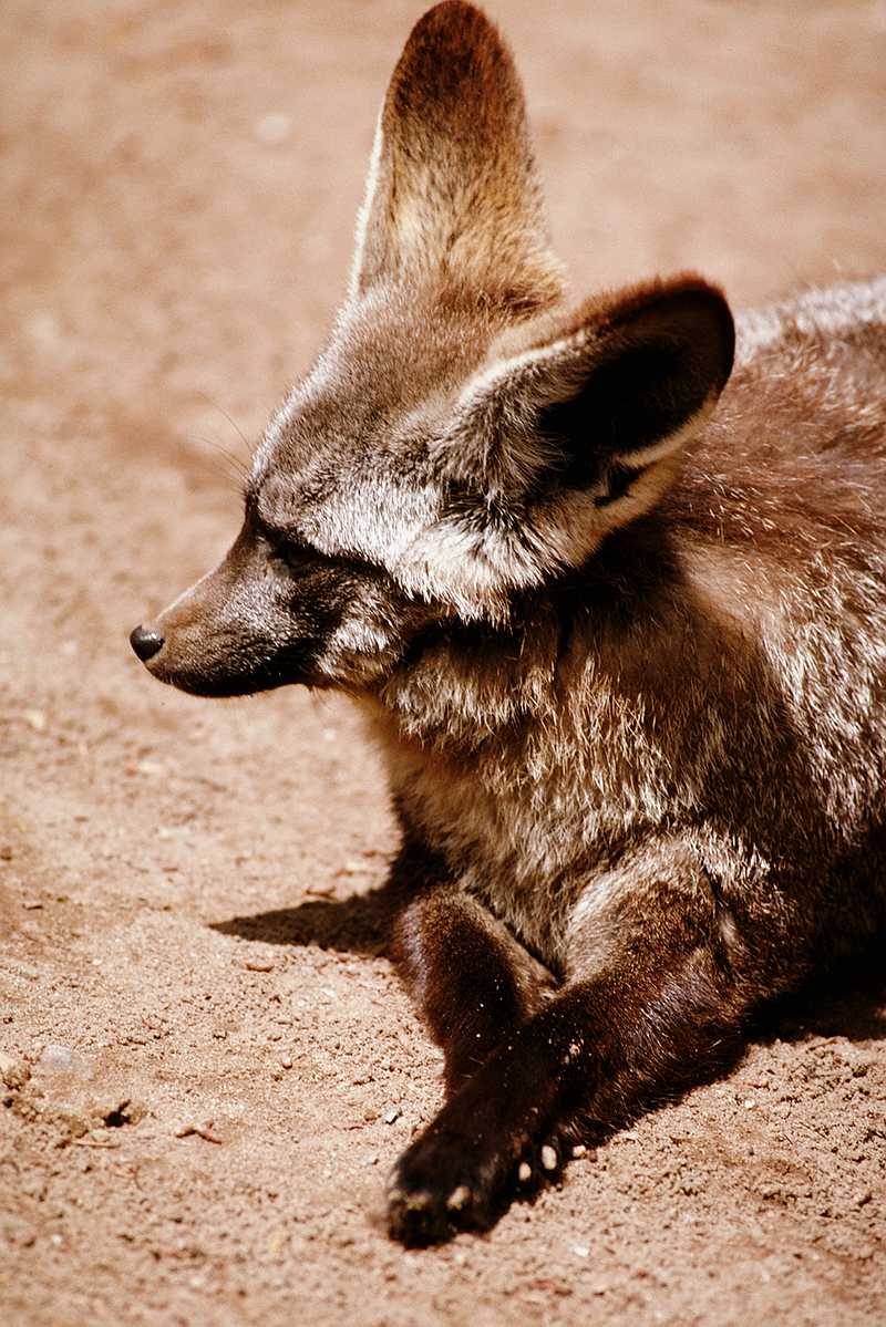 Bat-eared Fox (Otocyon megalotis) 1; DISPLAY FULL IMAGE.