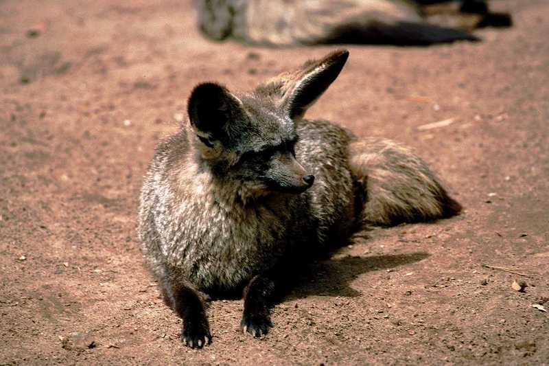 Bat-eared Fox (Otocyon megalotis) 2; DISPLAY FULL IMAGE.