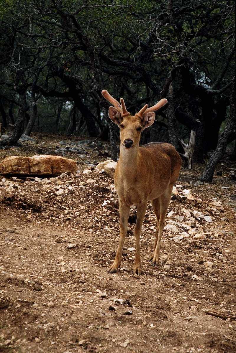 Identify this DEER - aee50323.jpg -- mule deer (Odocoileus hemionus); DISPLAY FULL IMAGE.
