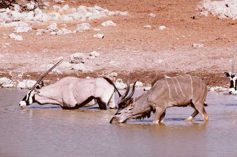 aee50329-Kudu_n_Oryx_Antelopes-drinking_water.jpg [1/1]; DISPLAY FULL IMAGE.