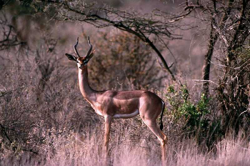 aee50330-Gerenuk_antelope-standing_in_bush.jpg [1/1]; DISPLAY FULL IMAGE.