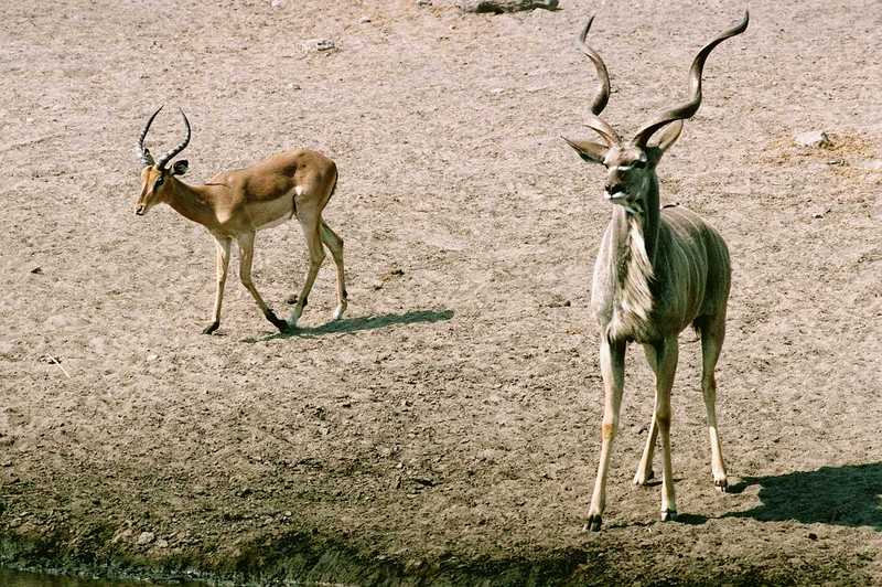 Identify these antelopes - aee50333.jpg [1/1]; DISPLAY FULL IMAGE.