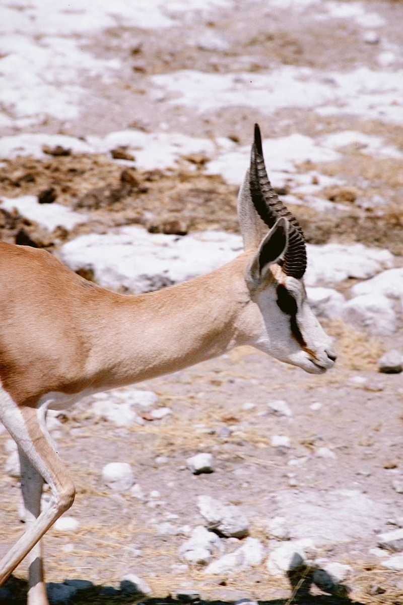 Identify this Antelope - aee50334.jpg [1/1]; DISPLAY FULL IMAGE.