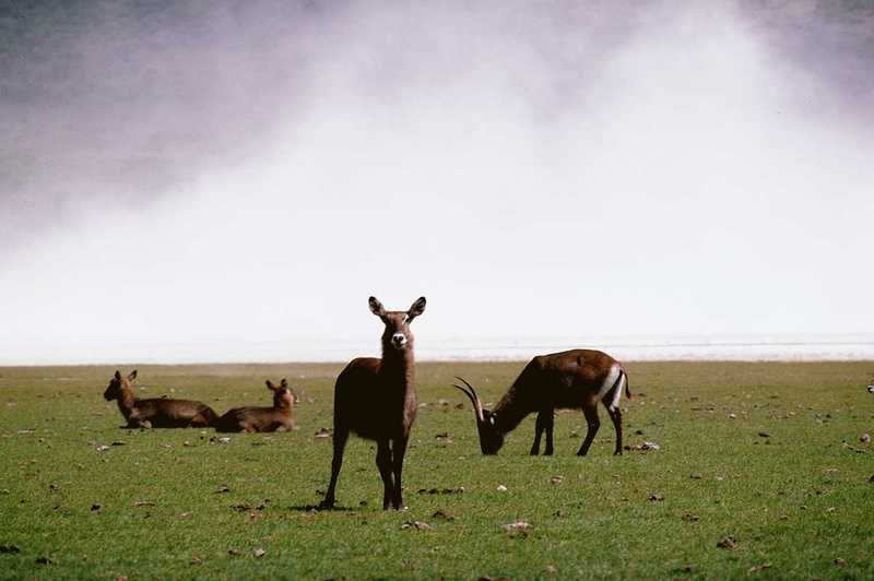 Antelopes - aee50337.jpg  - Waterbucks; DISPLAY FULL IMAGE.