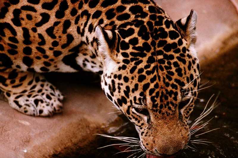 Jaguar - Drinking Water -Closeup; DISPLAY FULL IMAGE.