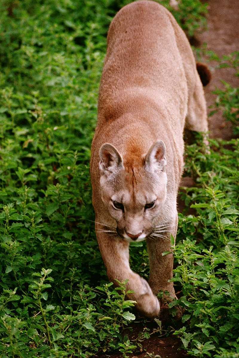 [PIC] Cougar; DISPLAY FULL IMAGE.