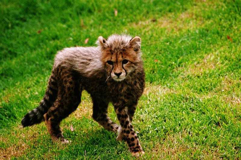 [PIC] Cheetah (1) Cub; DISPLAY FULL IMAGE.